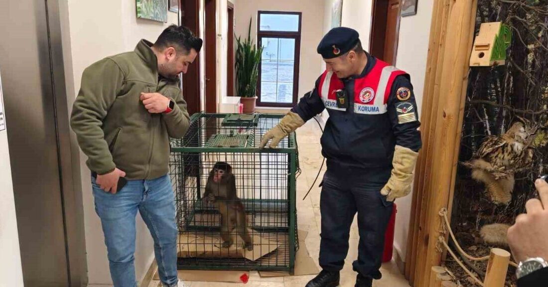 Yozgat’ın Sarıkaya ilçesinde bulunan ‘Hint şebeği’ olarak bilinen makak türü