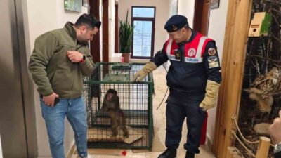 Yozgat’ın Sarıkaya ilçesinde bulunan ‘Hint şebeği’ olarak bilinen makak türü