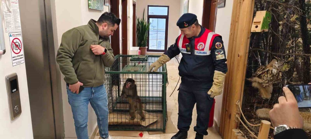 Yozgat’ın Sarıkaya ilçesinde bulunan ‘Hint şebeği’ olarak bilinen makak türü
