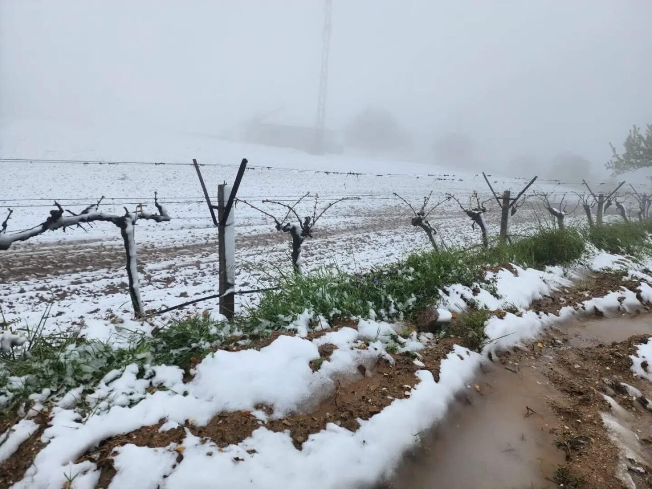 Manisa’nın Sarıgöl ilçesinde yüksek rakımlı bölgelerde etkili olan ani hava