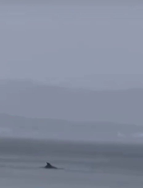 Bursa’nın Mudanya ilçesinde yağmurlu havada deniz yüzeyine çıkan yunuslar dikkat