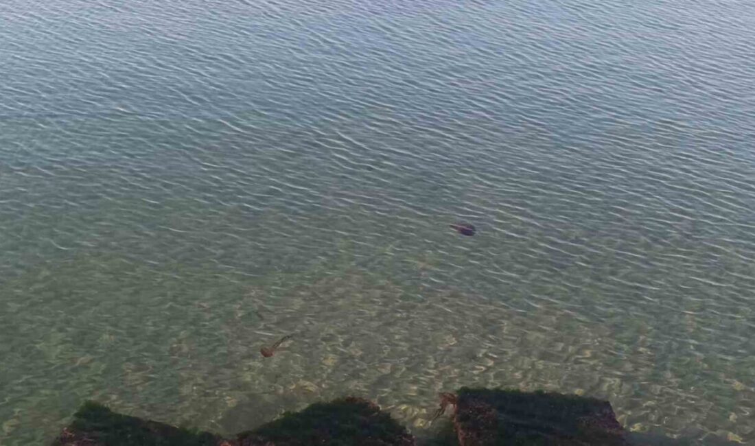 Tekirdağ’ın Süleymanpaşa ilçesi sahilinde, halk arasında “pusula deniz anası” olarak