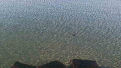 Tekirdağ’ın Süleymanpaşa ilçesi sahilinde, halk arasında “pusula deniz anası” olarak