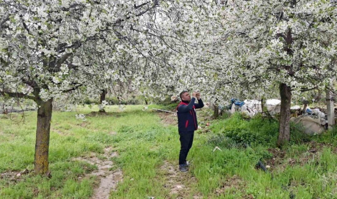 Afyonkarahisar’da zirai don uyarısının yapıldığı bölgelerde hasar tespit çalışması yapıldı.