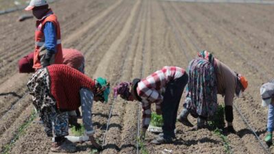 Türkiye genelindeki salçalık domates üretiminde ilk sırada yer alan Bursa’nın