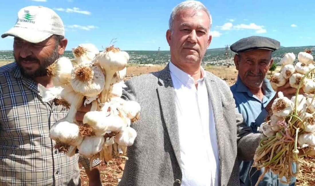 Gaziantep’in Araban ilçesinde Avrupa Birliği (AB) ve coğrafi işaret tescilli