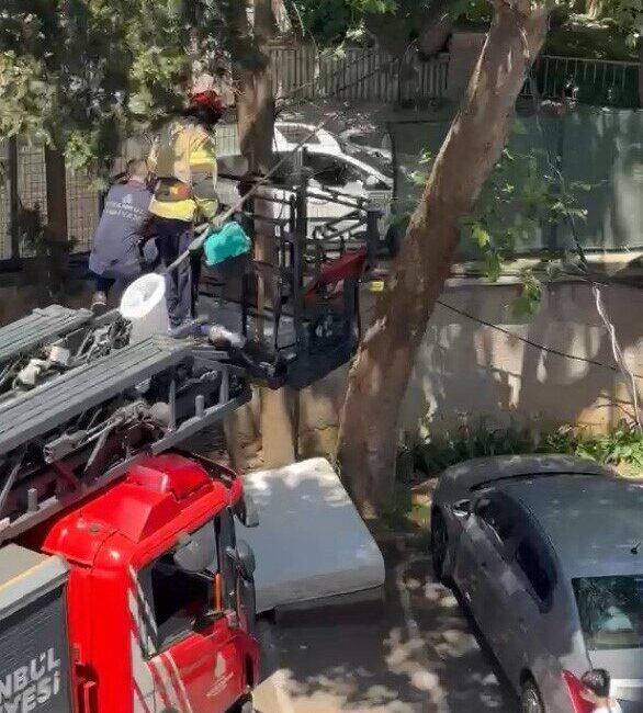 İstanbul’un Kadıköy ilçesinde gece boyunca ağaçta mahsur kalan yavru kedinin