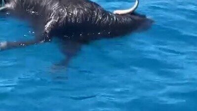 Antalya’nın Alanya ilçesinde tarihi Alanya Kalesi açıklarında denizde ölü bir