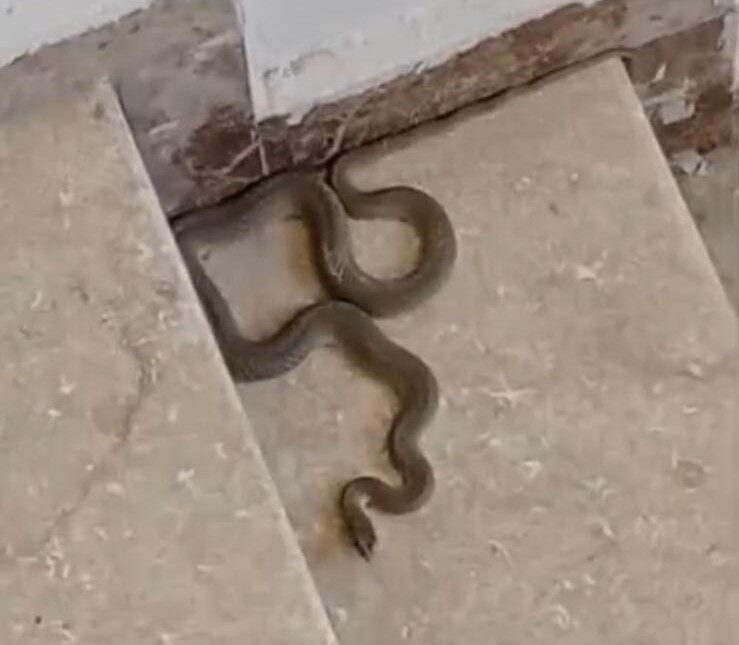 Malatya’nın Yeşilyurt ilçesinde bir apartmana giren bir metreden uzun yılan,