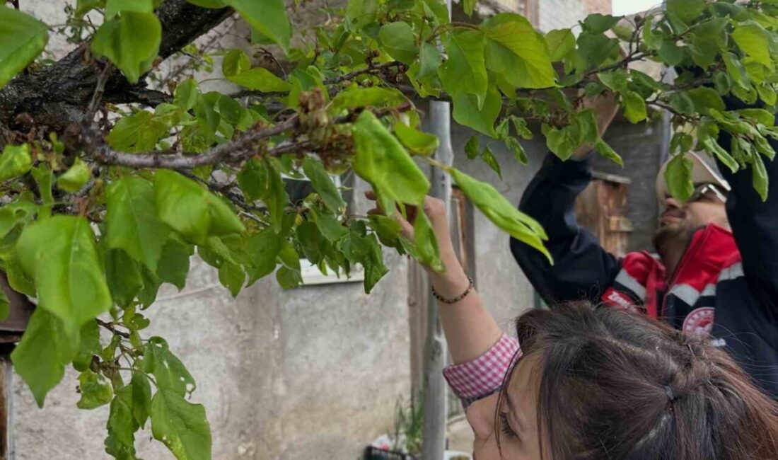 Bayburt’un Aydıntepe ilçesinde vatandaşlardan gelen talepler doğrultusunda, meyve bahçelerinde hastalık