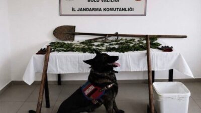 Bolu’da kaçakçılıkla mücadele çalışmaları kapsamında düzenlenen operasyonda 73 kök kenevir