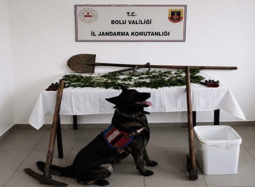 Bolu’da kaçakçılıkla mücadele çalışmaları kapsamında düzenlenen operasyonda 73 kök kenevir