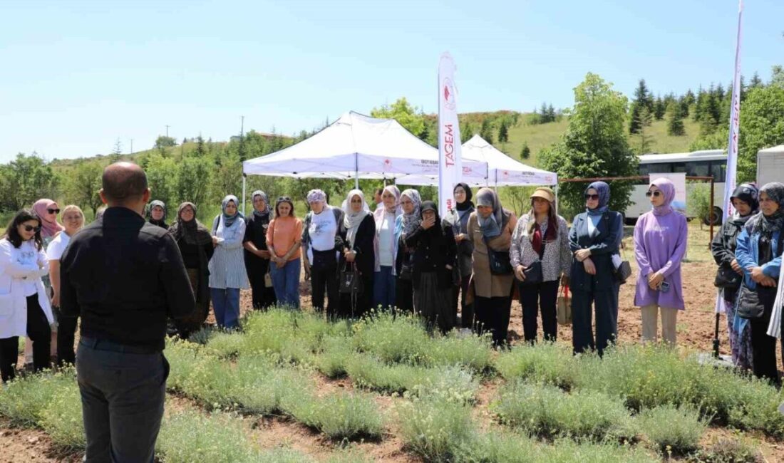 Eskişehir’de yürütülen proje kapsamında yetiştirilen altın otu bitkisinin hasadı, düzenlenen