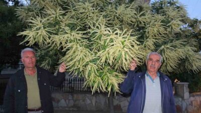 Burhaniye ilçesinde, kestane ağaçları çiçek açtı. Genellikle dağlık bölgelerde bulunan