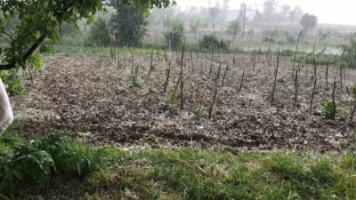 Bursa’nın Keles ilçesinde etkili olan dolu yağışı, tarım arazilerinde zarara