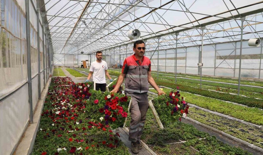 Ordu Büyükşehir Belediyesi, kent genelinde yürüttüğü peyzaj çalışmalarında kullandığı çiçekleri