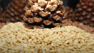 Aydın’ın önemli tarım ürünlerinden olan Çam Fıstığı kilogramda 3 bin