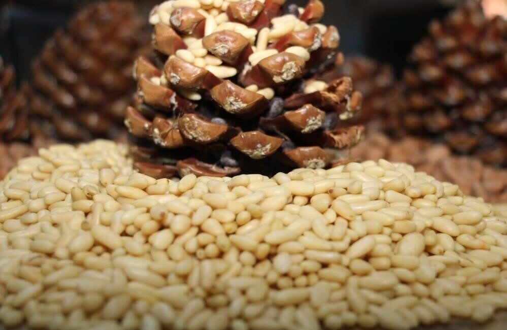 Aydın’ın önemli tarım ürünlerinden olan Çam Fıstığı kilogramda 3 bin