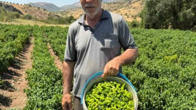 Diyarbakır’ın Çermik ilçesinde, ismini ilçeden alan coğrafi tescilli Çermik biberi,