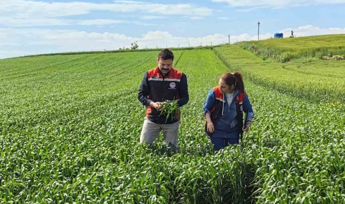Çorum’da ilk kez ekimi gerçekleştirilen yerli ve milli yazlık buğday