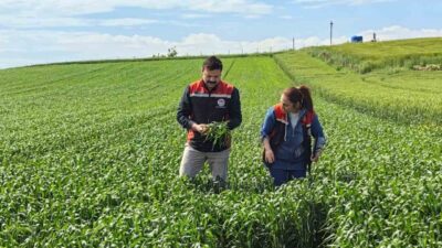 Çorum’da ilk kez ekimi gerçekleştirilen yerli ve milli yazlık buğday