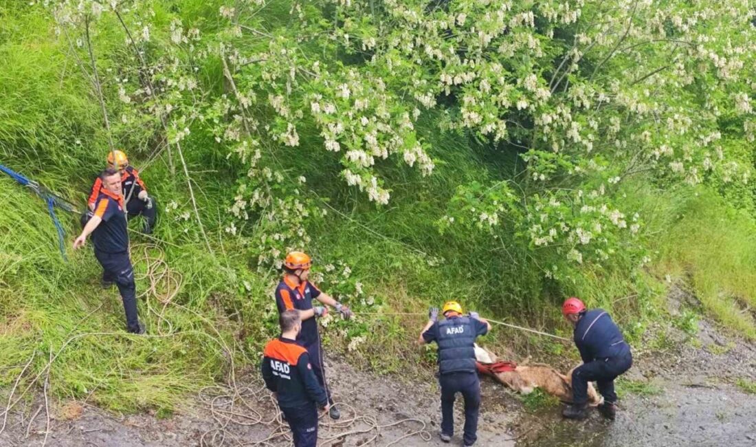Samsun’un Tekkeköy ilçesinde kayalıklara düşen 3 düve, AFAD ve itfaiye