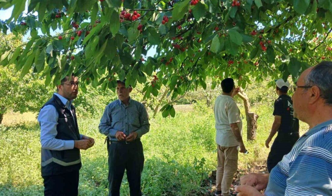 Bilecik’in Gölpazarı ilçesinde dolu yağışı sonrası sahada zarar tespiti yapıldı.