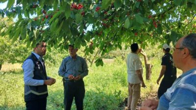 Bilecik’in Gölpazarı ilçesinde dolu yağışı sonrası sahada zarar tespiti yapıldı.