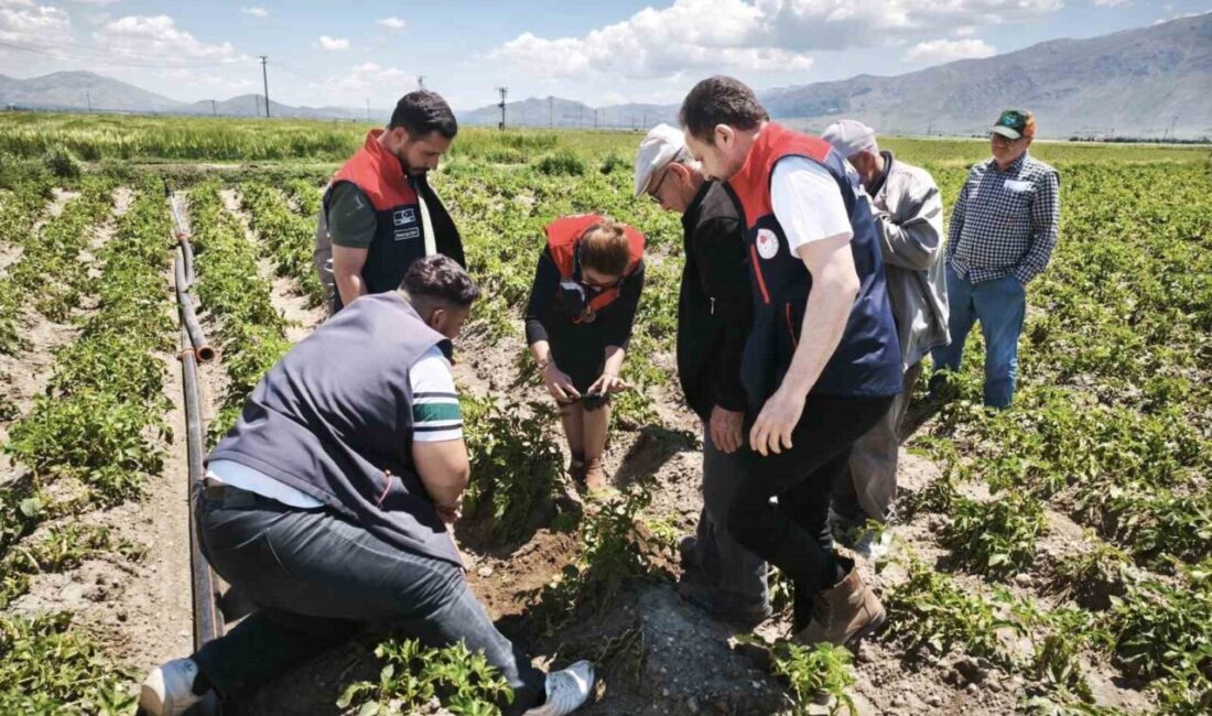 Afyonkarahisar’ın Dinar ilçesinde yaşanan dolu yağışı sonrası tarım arazilerinde hasar