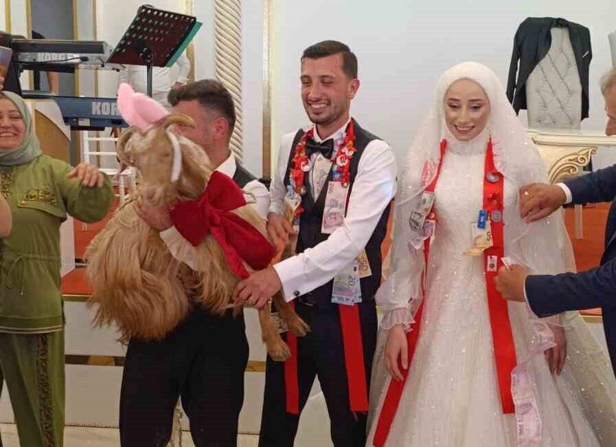 Trabzon’da bir düğünde takı töreninde altın yerine keçi takıldı. Süslediği
