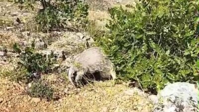 Malatya’nın Akçadağ ilçesinde mantar toplamak için kırsal alana çıkan bir