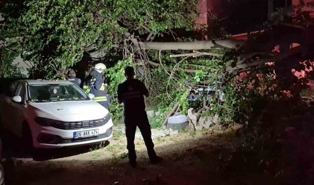 Eskişehir’de ortadan ikiye ayrılan bir dut ağacı park halindeki araçların