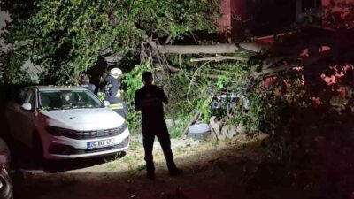 Eskişehir’de ortadan ikiye ayrılan bir dut ağacı park halindeki araçların