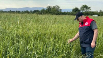 DÜZCE(İHA) – Düzce’nin Kaynaşlı ilçesinde yem bitkileri ekili alanlarında kontroller