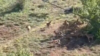 Elazığ’ın Baskil ilçesinde bulunan Zeyve Şelil Dağı’nda koruma altında bulunan