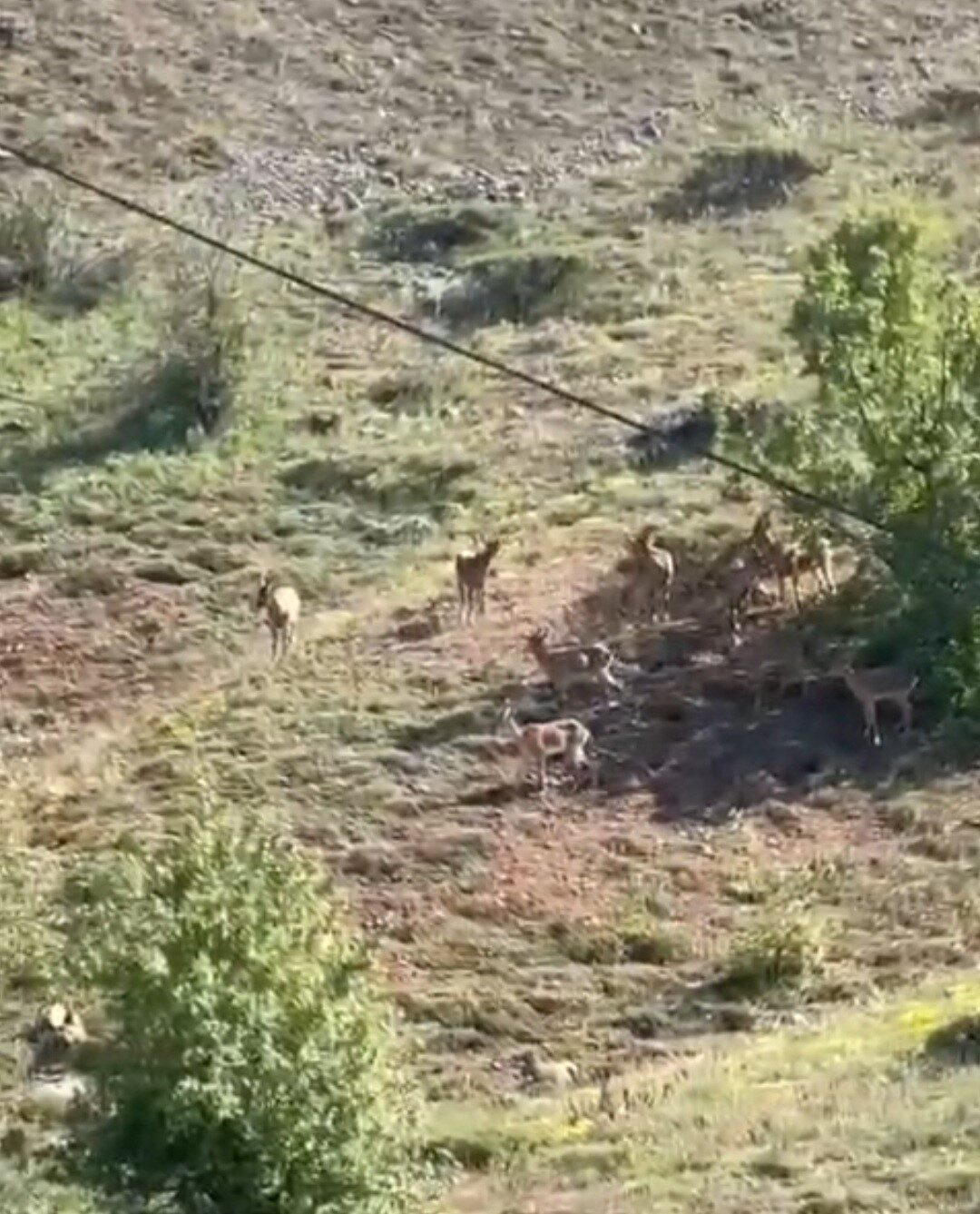 Elazığ’ın Baskil ilçesinde bulunan Zeyve Şelil Dağı’nda koruma altında bulunan