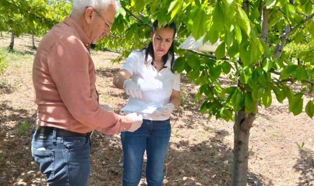 Elazığ’da ekipler tarafından meyve verim ve kalitesini olumsuz etkileyebilecek zararlıların