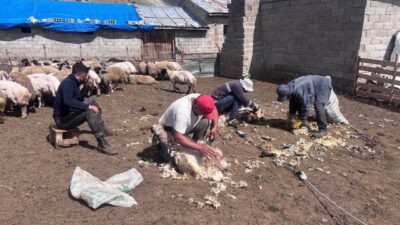 Erzincan’da hava sıcaklıklarının artmasıyla birlikte küçükbaş hayvan yetiştiricileri tarafından başlatılan