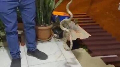 Antalya’nın Kumluca ilçesinde eve girmek üzereyken fark edilen yılanı yakalayan