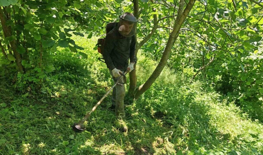 Türkiye’nin önemli fındık üretim merkezlerinden Ordu’da üreticiler, yaklaşan hasat sezonu