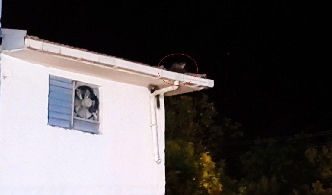 Batman’ın Gercüş ilçesinde, doğal yaşamın sevimli üyeleri olan iki sansarın