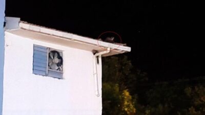 Batman’ın Gercüş ilçesinde, doğal yaşamın sevimli üyeleri olan iki sansarın