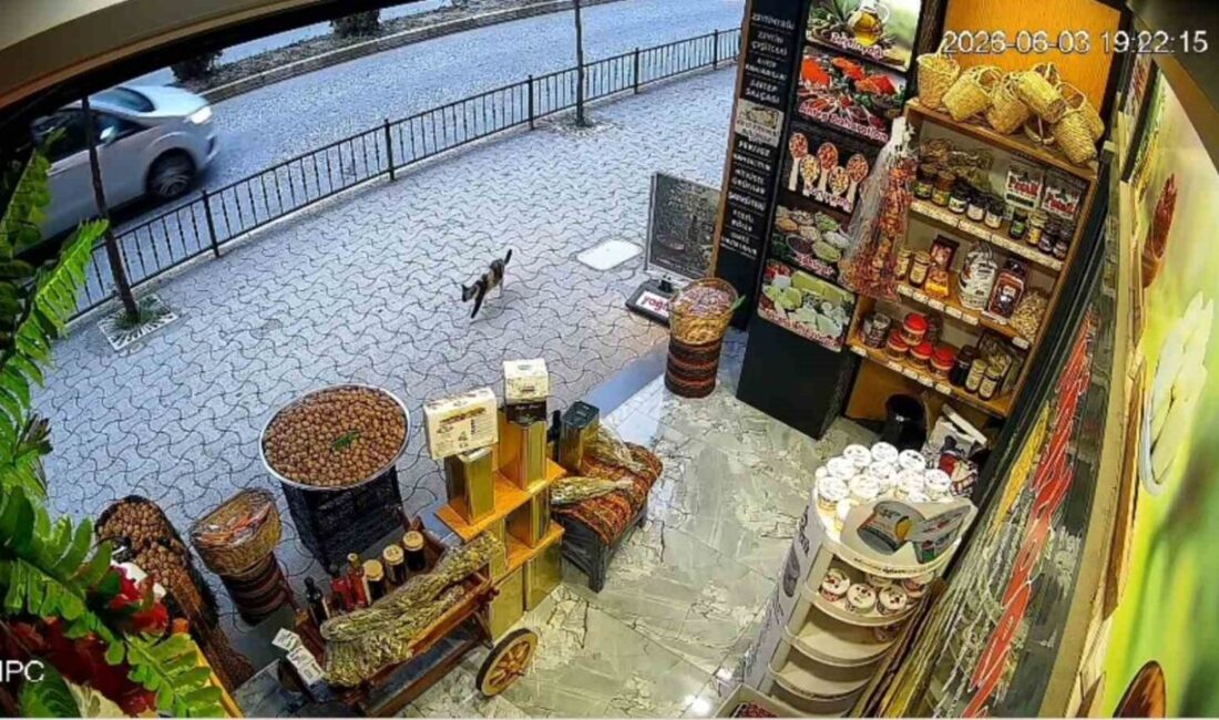 Giresun’da bir işyerinin önünde bulunan ceviz dolu çuval, sokak kedisi