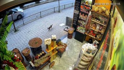 Giresun’da bir işyerinin önünde bulunan ceviz dolu çuval, sokak kedisi