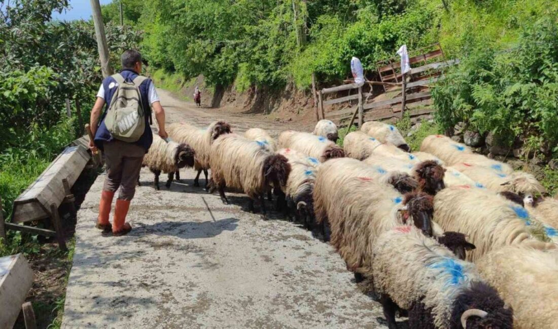 Karadeniz’de havaların ısınmasıyla birlikte asırlardır sürdürülen yaylacılık geleneği yeniden canlandı.