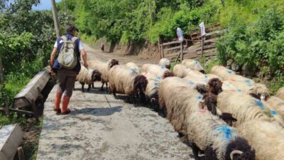 Karadeniz’de havaların ısınmasıyla birlikte asırlardır sürdürülen yaylacılık geleneği yeniden canlandı.