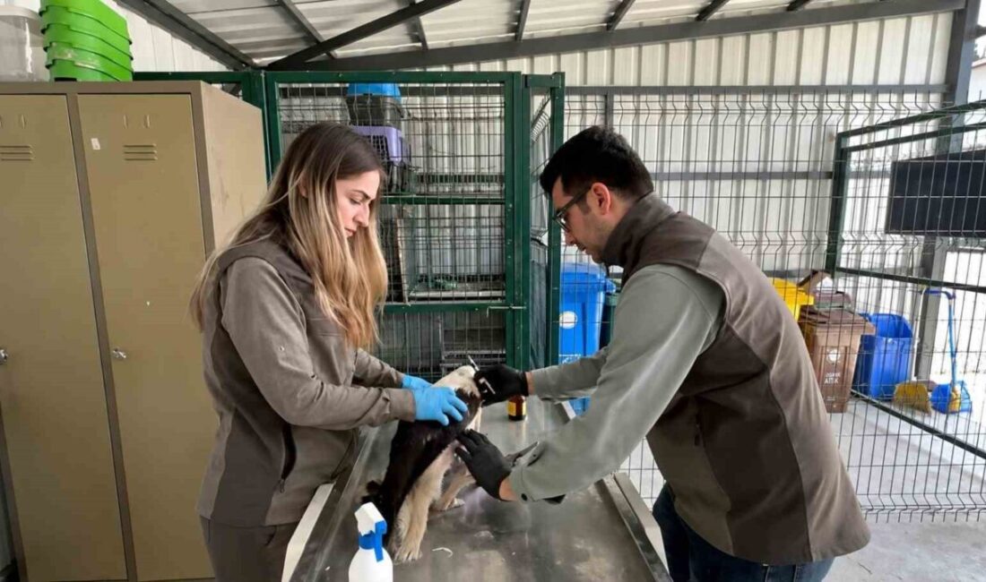 Düzce (İHA) – Düzce’de göç sırasında elektrik akımına kapılarak yaralanan