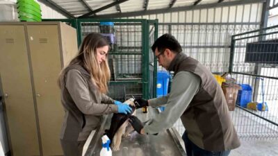Düzce (İHA) – Düzce’de göç sırasında elektrik akımına kapılarak yaralanan