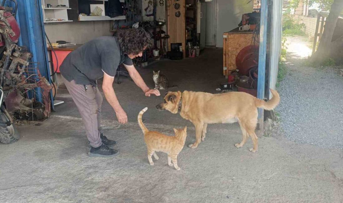 Antalya’da motosiklet tamircisi, mama verdiği ve ertesi gün iş yerinin