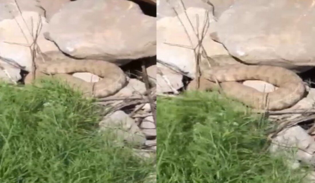 Hakkari’nin Durankaya beldesine bağlı Pınarbaşı bölgesinde koca engerek yılanı görüntülendi.
